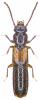 Siagonium quadricorne